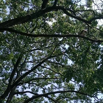 Hawk in Bensonhurst Park