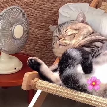 The years are quiet and good, only because of meow.