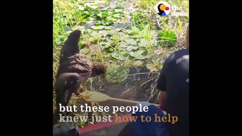 Drowning Baby Eagle Rescued by Awesome Guys | The Dodo