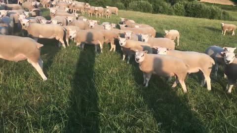 Texel & Beltex x Rams