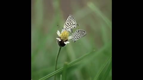 Butterfly Moment clips