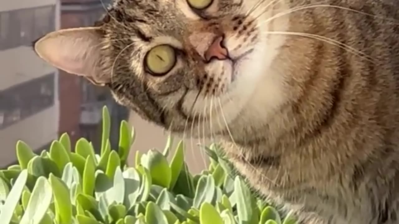 Surveillance cat fun funny video