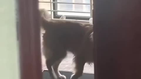 Funny Animals 06