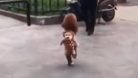 this is a funny dog #shorts #tiktok