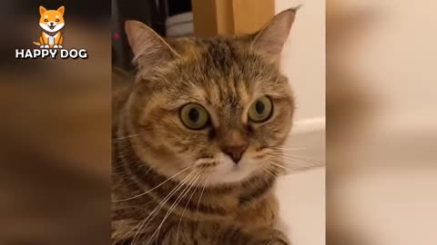 Funny Animals Videos 😂 - Funniest Cats and Dogs 😸🐶 136