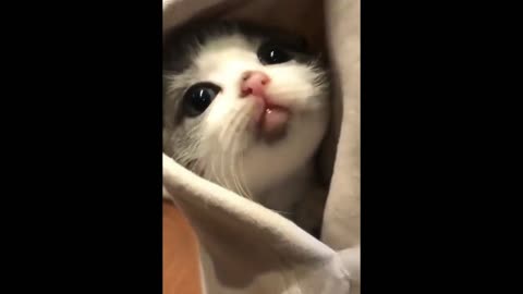 Baby Cats Cute and Funny Cat Videos Compilation Cute Kittens In The World