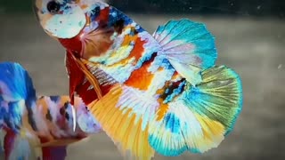 PERFECT SHARP MALE MULTICOLOR BETTAFISH