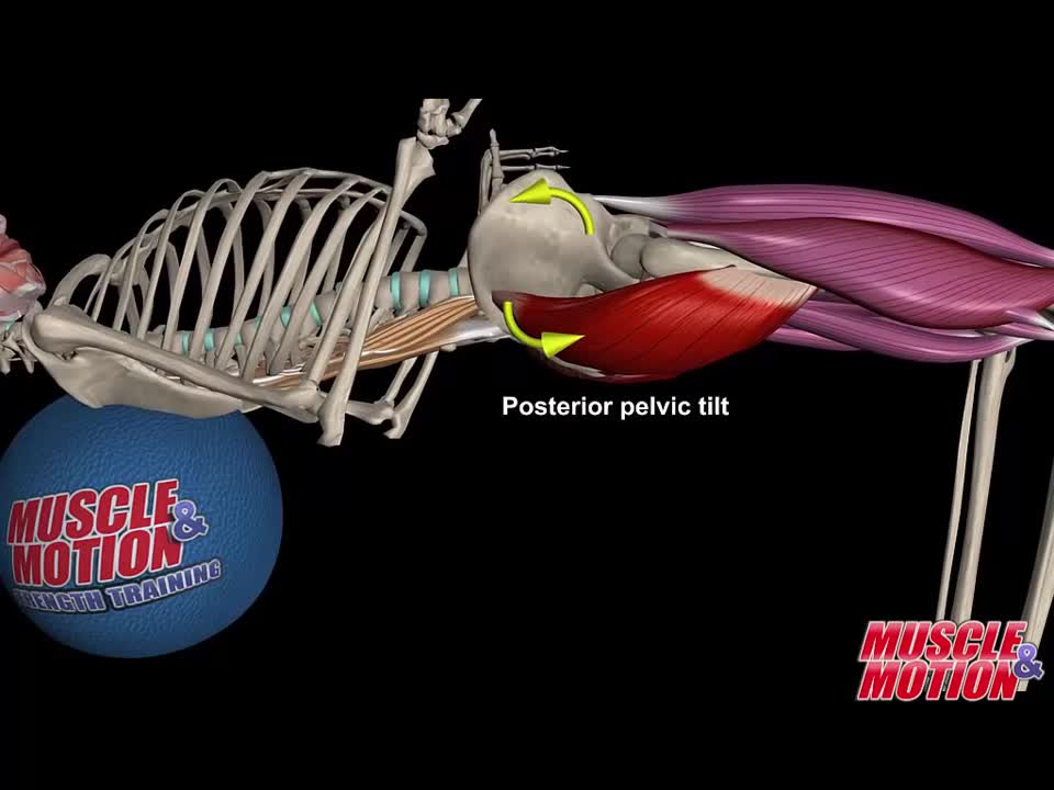 How to Avoid Injuries While Lifting: Watch the muscles in 3D