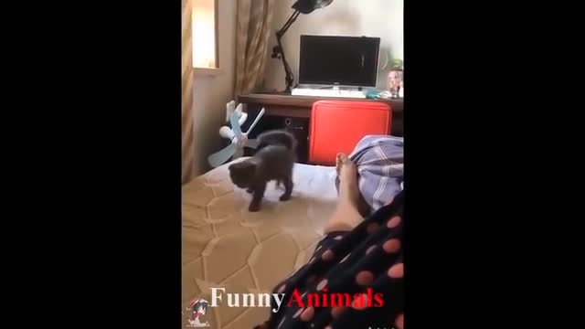 Funniest Cats 😹 - Don't try to hold back Laughter 😂 - Funny Cats Life