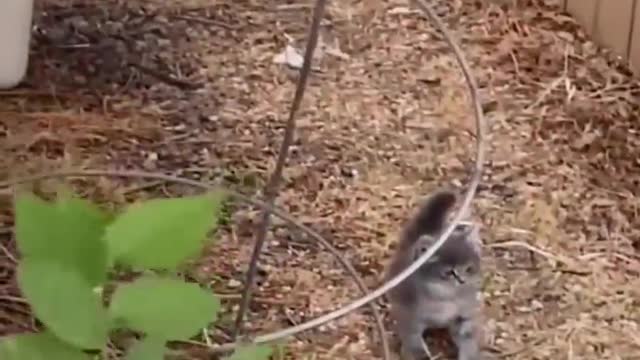 FUNNY CATS&DOG