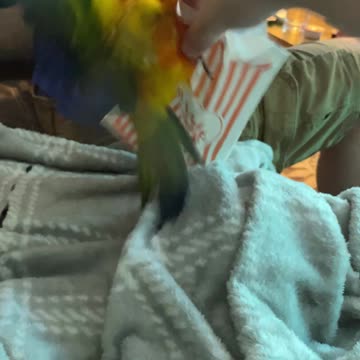 Parrot attacking bag