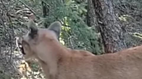 All 7 big cat species sound #animals #animalstok #bigcats #fyp #foryou #foryoupage #fypシ #fy