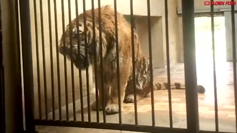 Top 10 Strongest Animals That The Lion Never Want to Meet - Blondi Foks