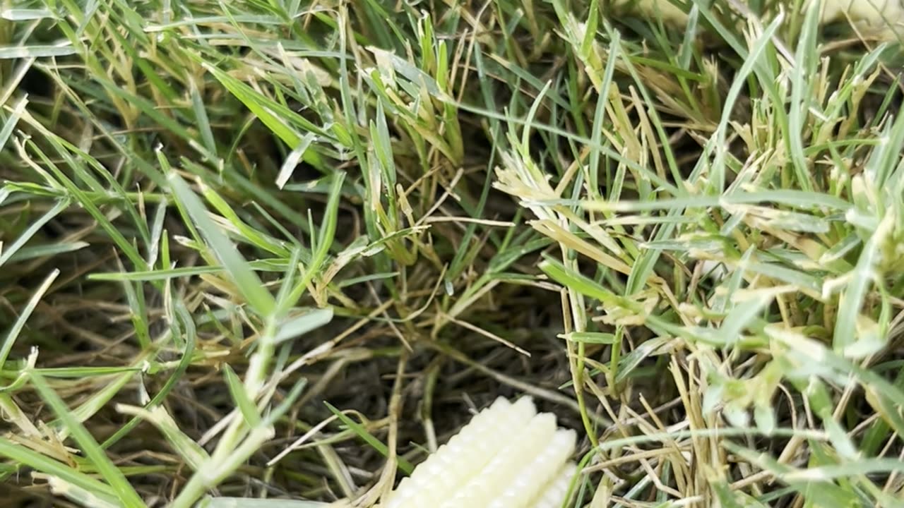 Cute Tortoise munches on baby corn🌽wearing elegant hat!