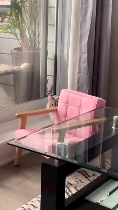 Cat Can't Keep Eyes Off You! #funny_clips #funnyanimals