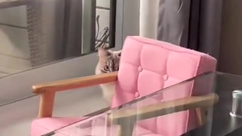 Cat Can't Keep Eyes Off You! #funny_clips #funnyanimals