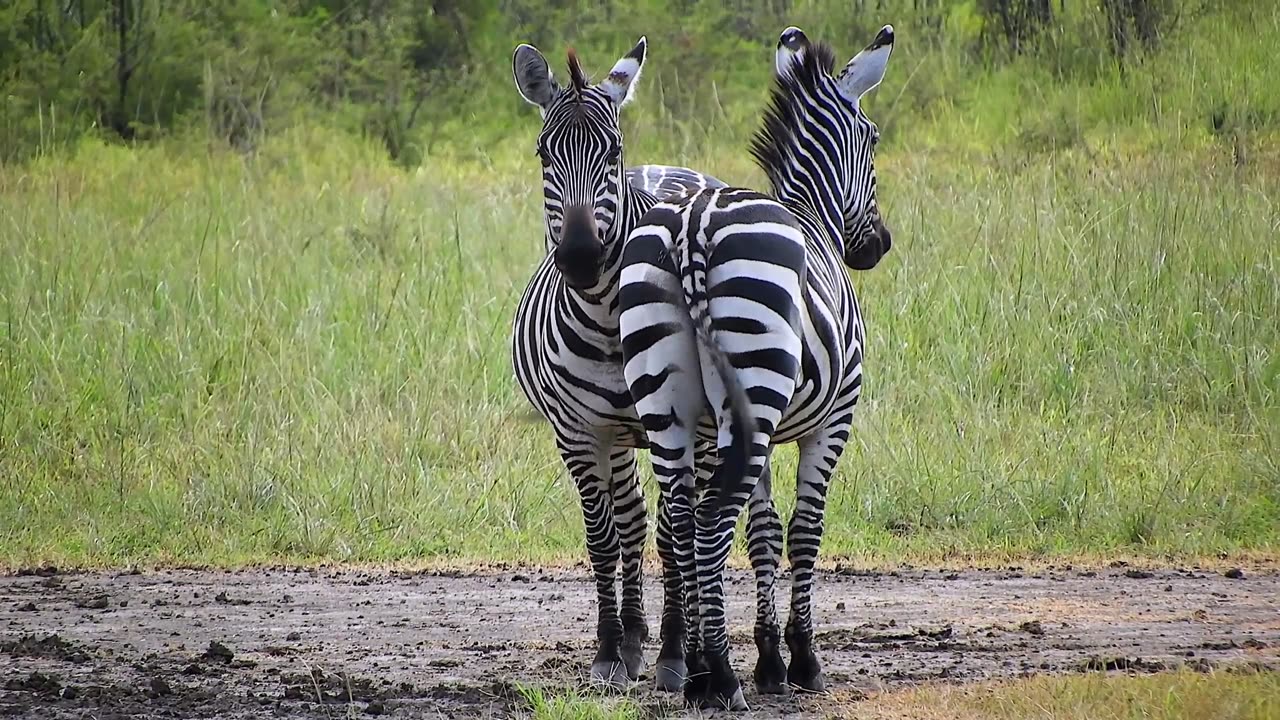 Beautifull Zebras in forest