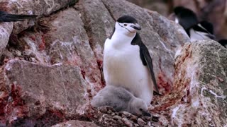 How krill fishery threatens Antarctic wildlife