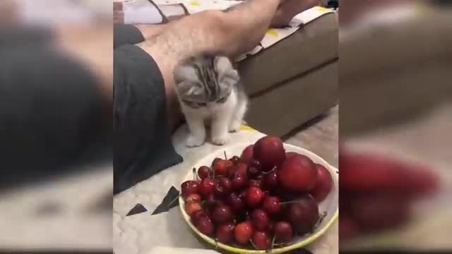Baby cats are amazing creature because they are the cutest and most funny . I challenge
