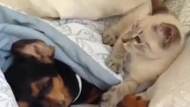 Kitty Vs Puppy