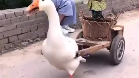 Funny duck