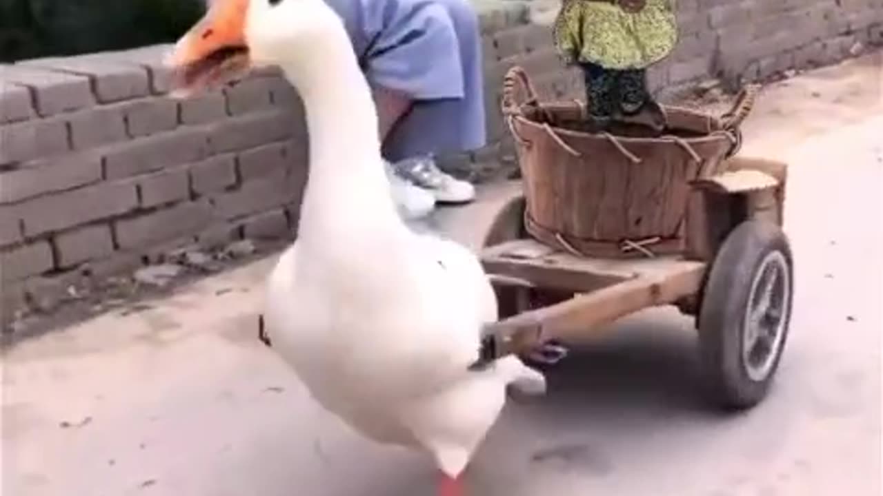 Funny duck