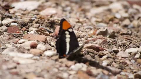 Beautiful butterfly witness...