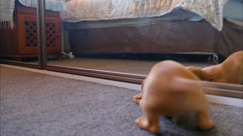 A dog sees himself for the first time