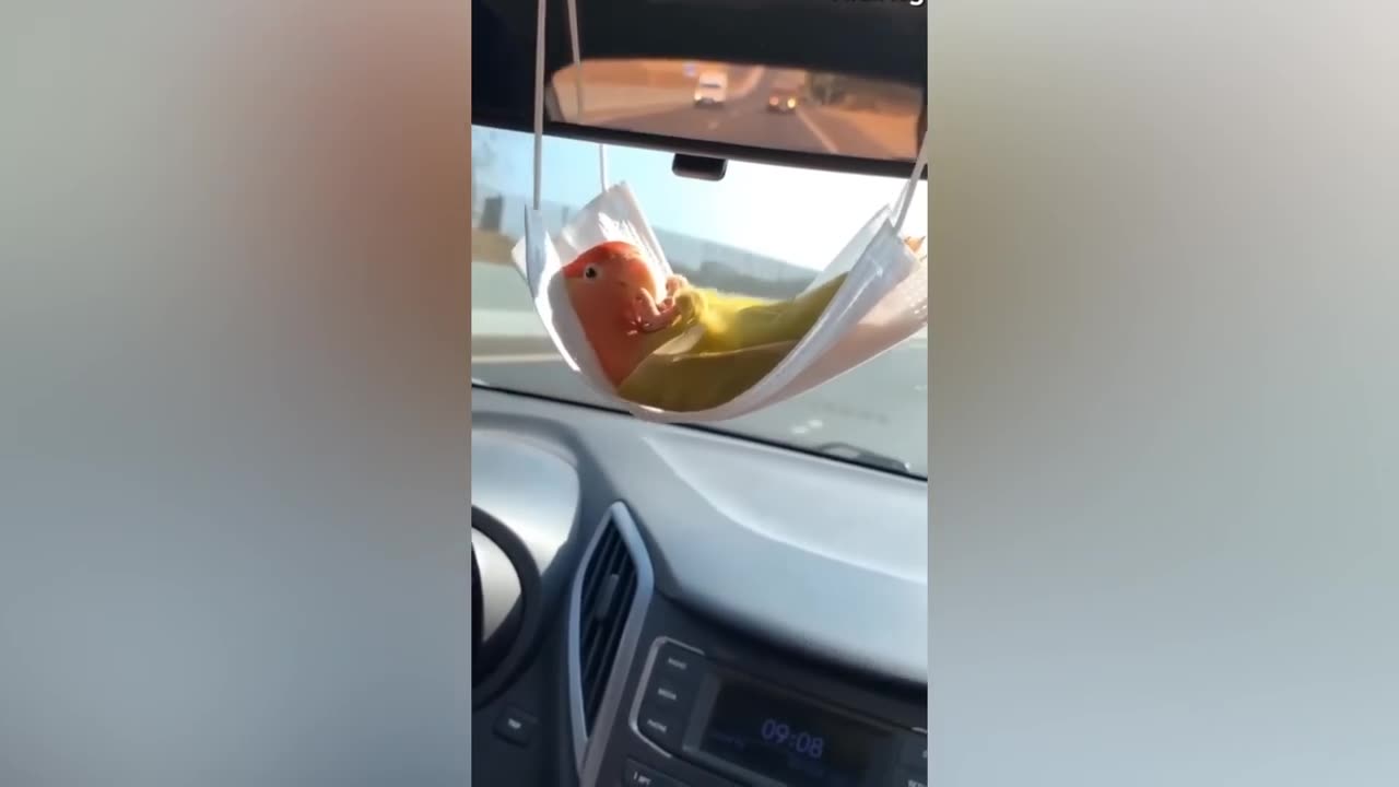 FUNNY AND CUTE PARROTS - TRY NOT TO LAUGH!! ❤️🦜