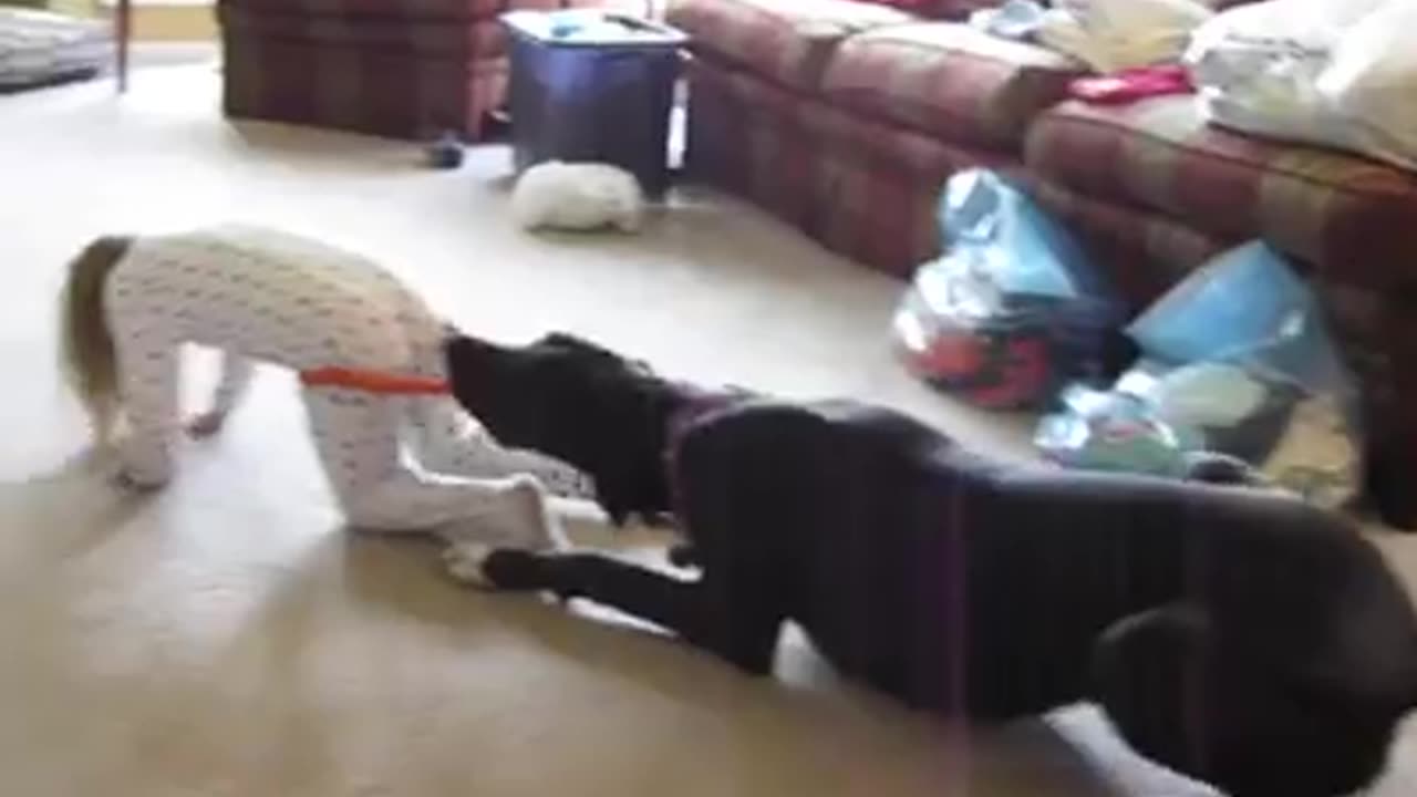 Do You Want A Great Dane?