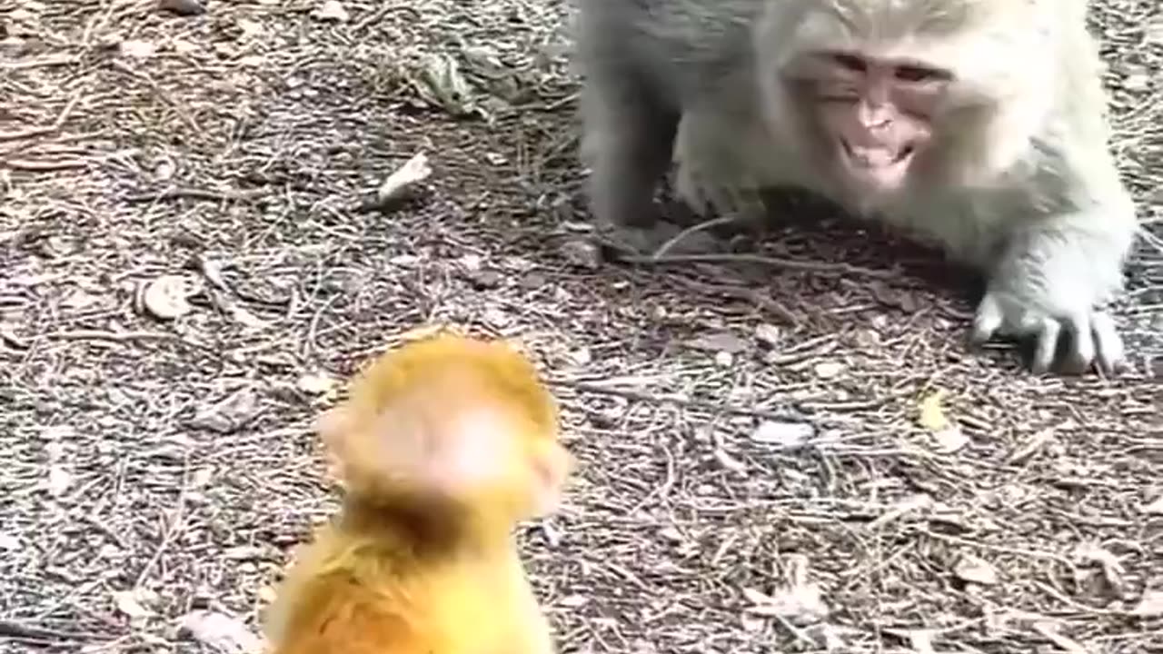 Mother monkey playing with her little one