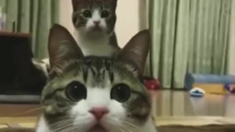 Cute cats