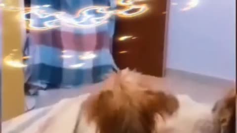 Funny animals part one