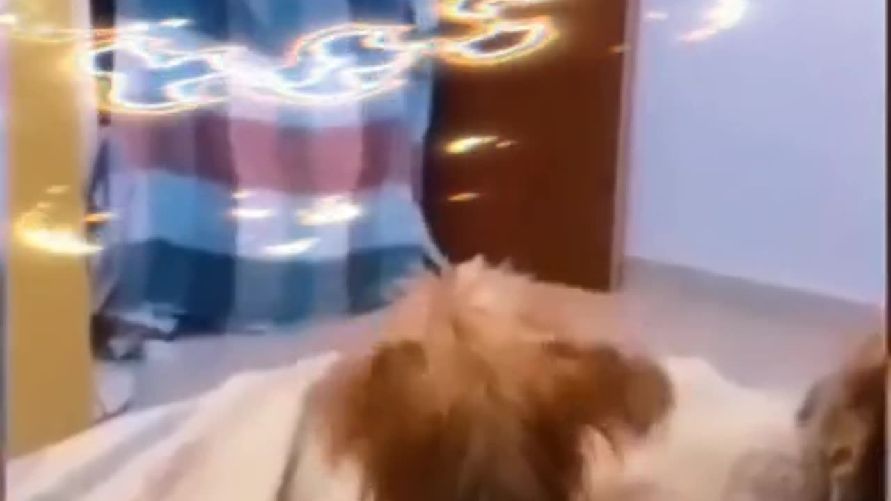 Funny animals part one