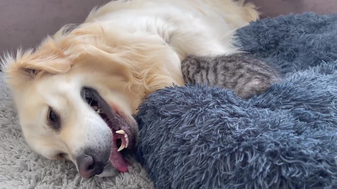 Golden Retriever Shocked by a Kitten occupying his bed