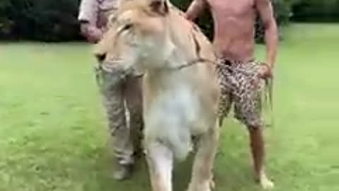 This might be the Biggest cat on earth at Myrtle Beach Safari with Kody Antle over 900lb!
