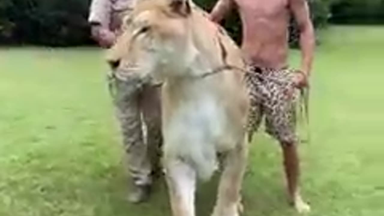 This might be the Biggest cat on earth at Myrtle Beach Safari with Kody Antle over 900lb!