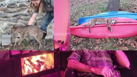 National news and bobcat photos