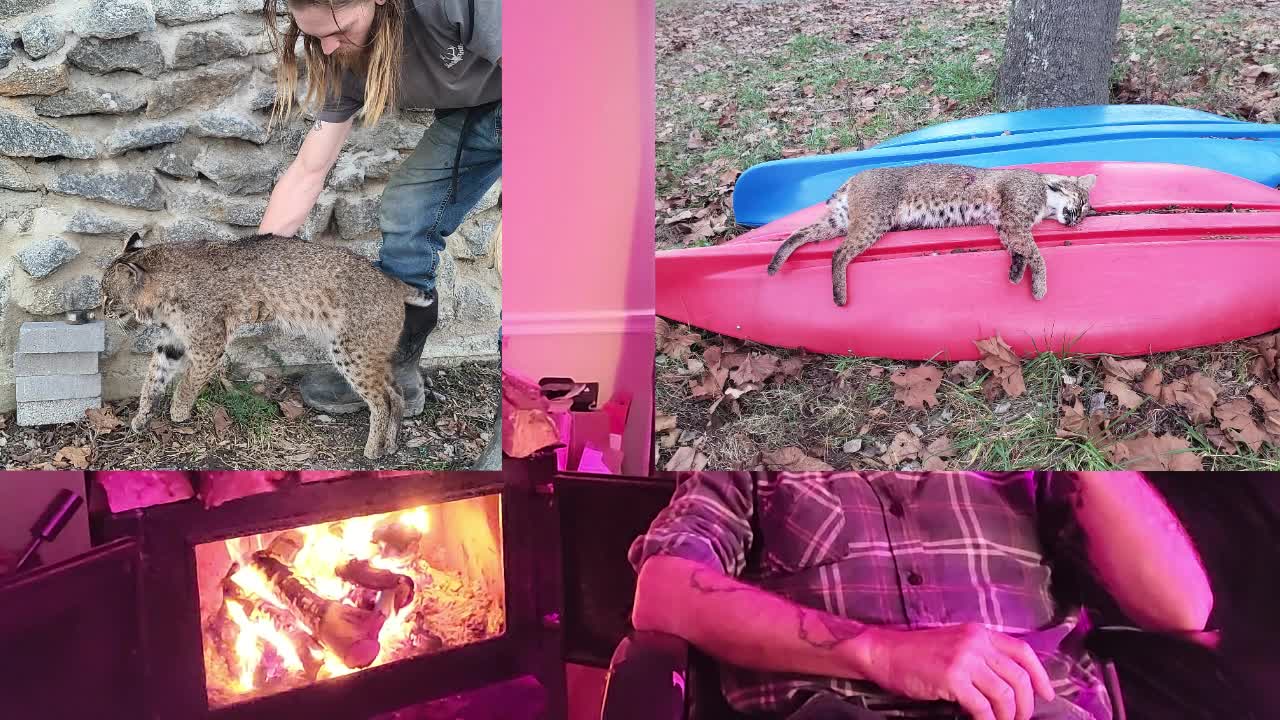 National news and bobcat photos