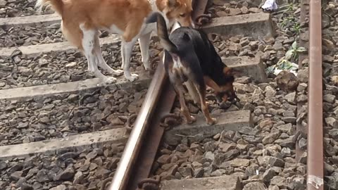 look what dogs found in railway