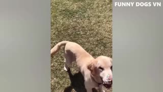 funniest animal reaction