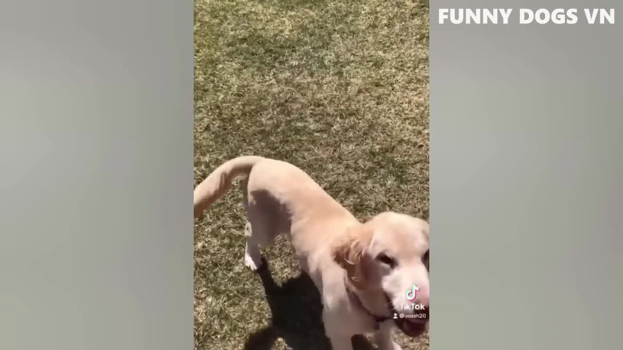 funniest animal reaction