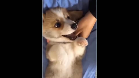 try not to get attached to these pet videos