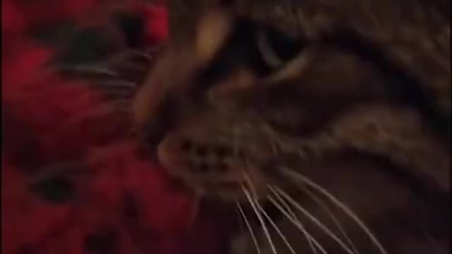 Funny Cats | Cute Cats | Funny Animals