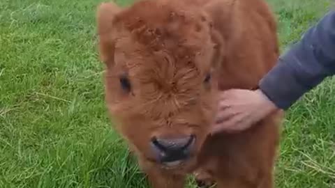 Cute baby Highland Cow ||