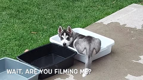 CUTE HUSKY WHEN HE WAS 2 MONTHS