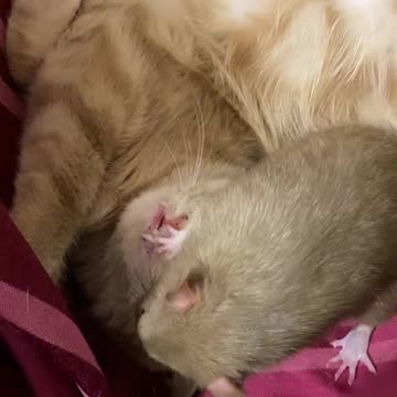 You and I are of the same blood