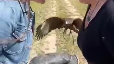 Eagle is Eagle