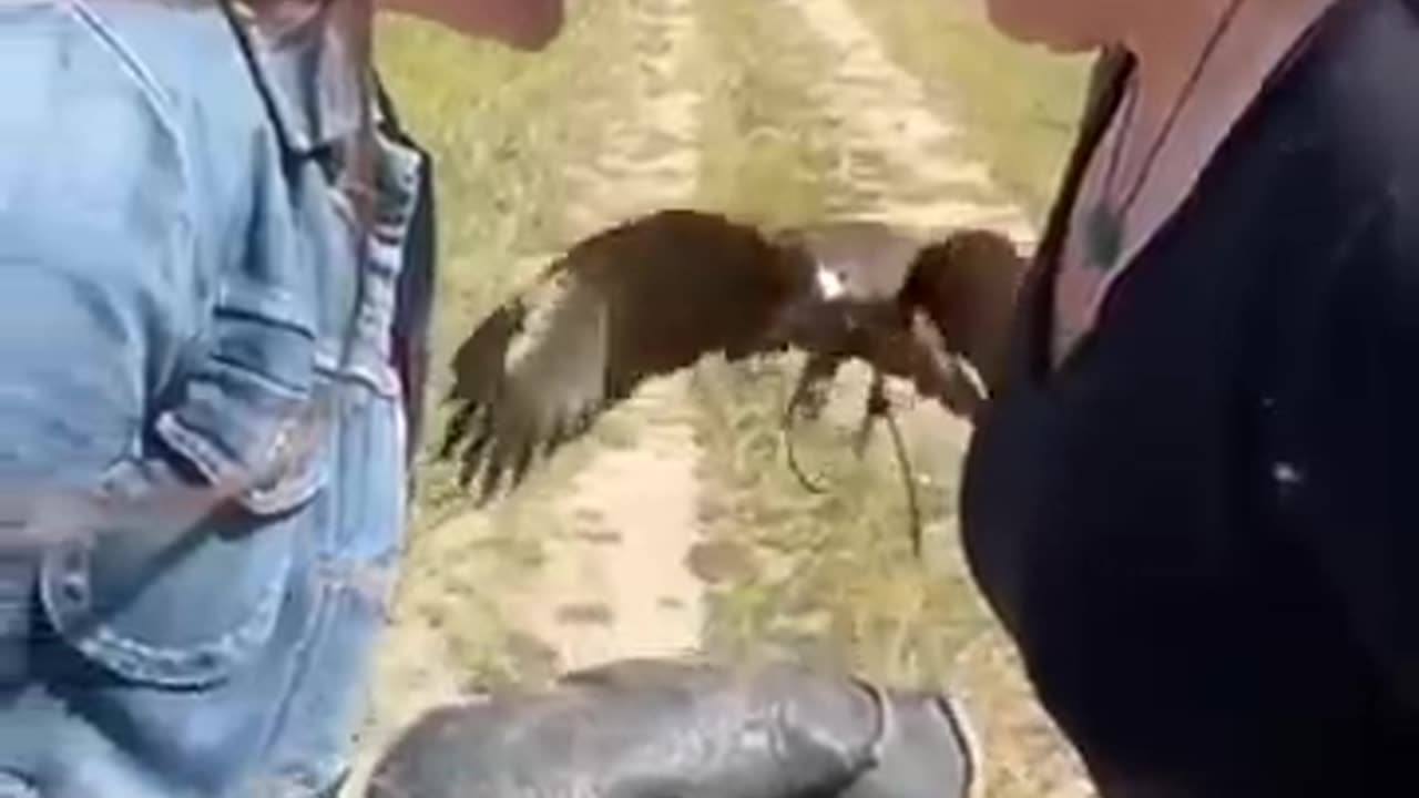 Eagle is Eagle
