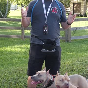 Should Pit Bulls Be Banned?